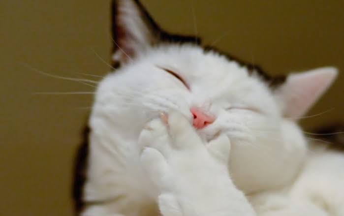 CIN (@cindchaa) / Posts / X