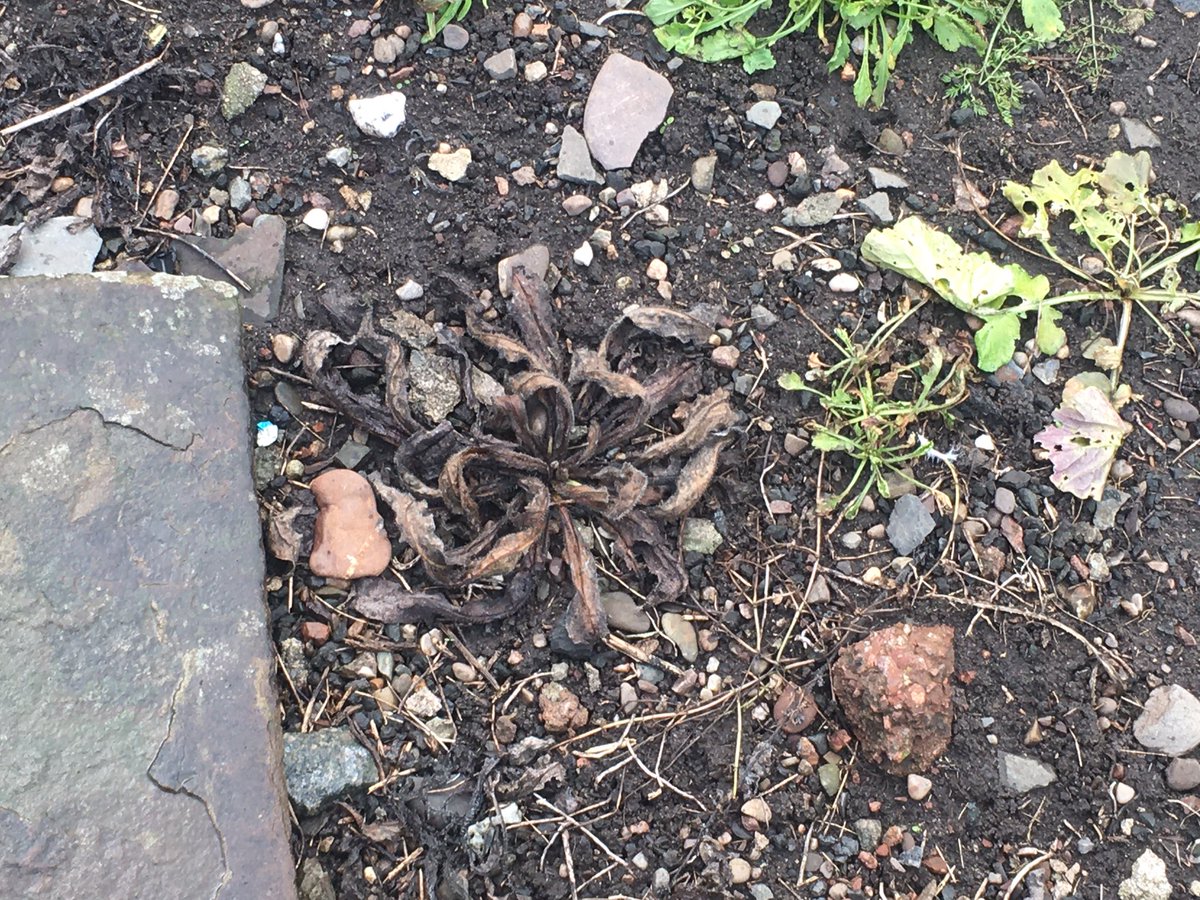 Rachel Knowles tweet media