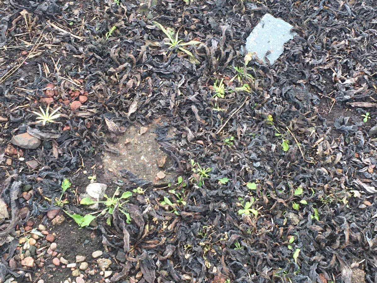 Rachel Knowles tweet media