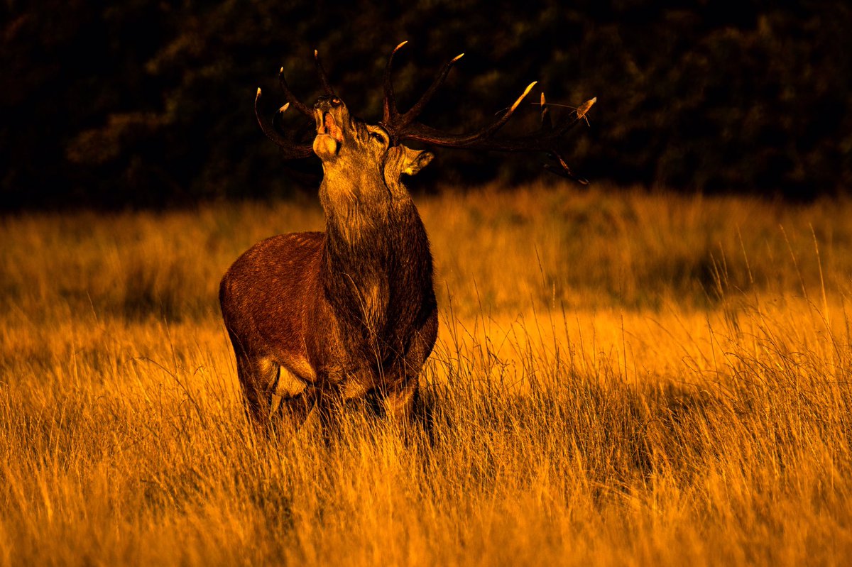 AlanFranks's tweet photo. #rutting season at #RichmondPark - have used these photos of a young stag roaring to illustrate my latest website upload, Common Ground, my poem about the park #royalparks https://t.co/zeusPUYENg (thank you @RuthieGledhill for the pix) https://t.co/epGdLXV3Pa
