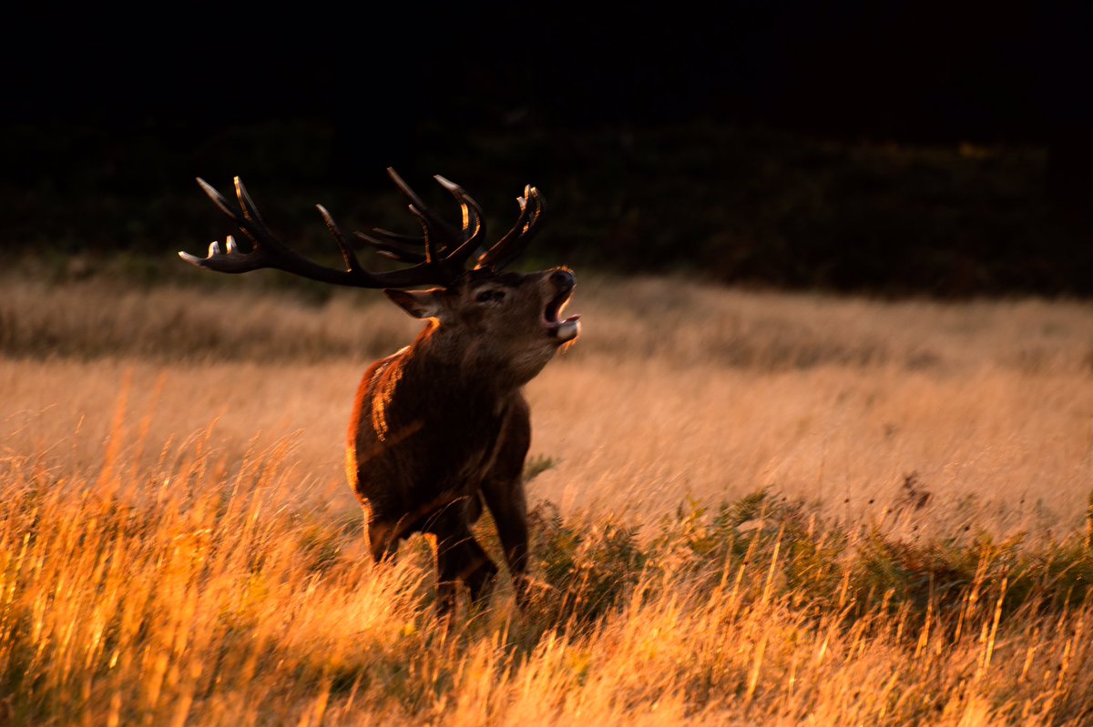 #rutting season at #RichmondPark - have used these photos of a young stag roaring to illustrate my latest website upload, Common Ground, my poem about the park #royalparks alanfranks.org/2021/09/22/com… (thank you <a href="/RuthieGledhill/">Ruth Gledhill</a> for the pix)