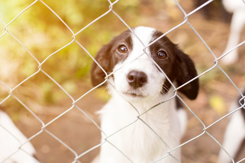 AtzenhofferGM's tweet photo. October is Adopt a Shelter Dog Month! Find a new furry copilot at a local shelter and give a dog a new furrever family!

https://t.co/u39iVzzwwp https://t.co/qw22fa7o5g
