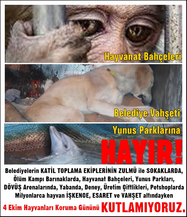 Belediyelerin KATİL TOPLAMA EKİPLERİNİN ZULMÜ ile SOKAKLARDA, Ölüm Kampı Barınaklarda, Hayvanat Bahçeleri, Yunus Parkları, DÖVÜŞ Arenalarında, Yabanda, Deney, Üretim Çiftlikleri, Petshoplarda milyonlarca hayvan işkence, esaret ve vahşet altındayken #4Ekim'i KUTLAMIYORUZ.