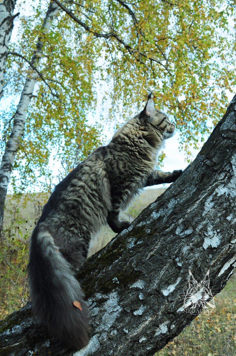 megakun24's tweet photo. Прогулка по осеннему лесу #мейнкунынаприроде #котмейнкун #mainecoon #mainecoon_megacoon https://t.co/ZPe2uY0L1p