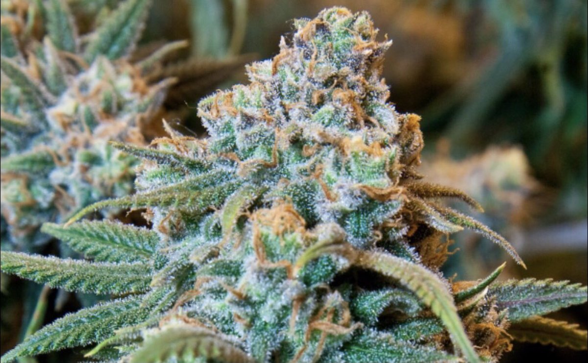 chrismc64365081's tweet photo. For 7 Months + @budz_finance has been consistently paying out high yield APY to there investors. #Crypto 

Audited x 2, Locked Liquidity  #CannabisCommunity #DeFi #Tokers #BSCGem #BNB #PancakeSwap 

Telegram: https://t.co/raz7UdjfwN
Website: https://t.co/tOslK5zxc4 https://t.co/nGJFcTQTXb