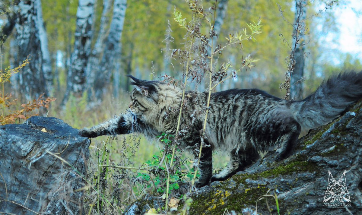 megakun24's tweet photo. Прогулка по осеннему лесу #мейнкунынаприроде #котмейнкун #mainecoon #mainecoon_megacoon https://t.co/ZPe2uY0L1p