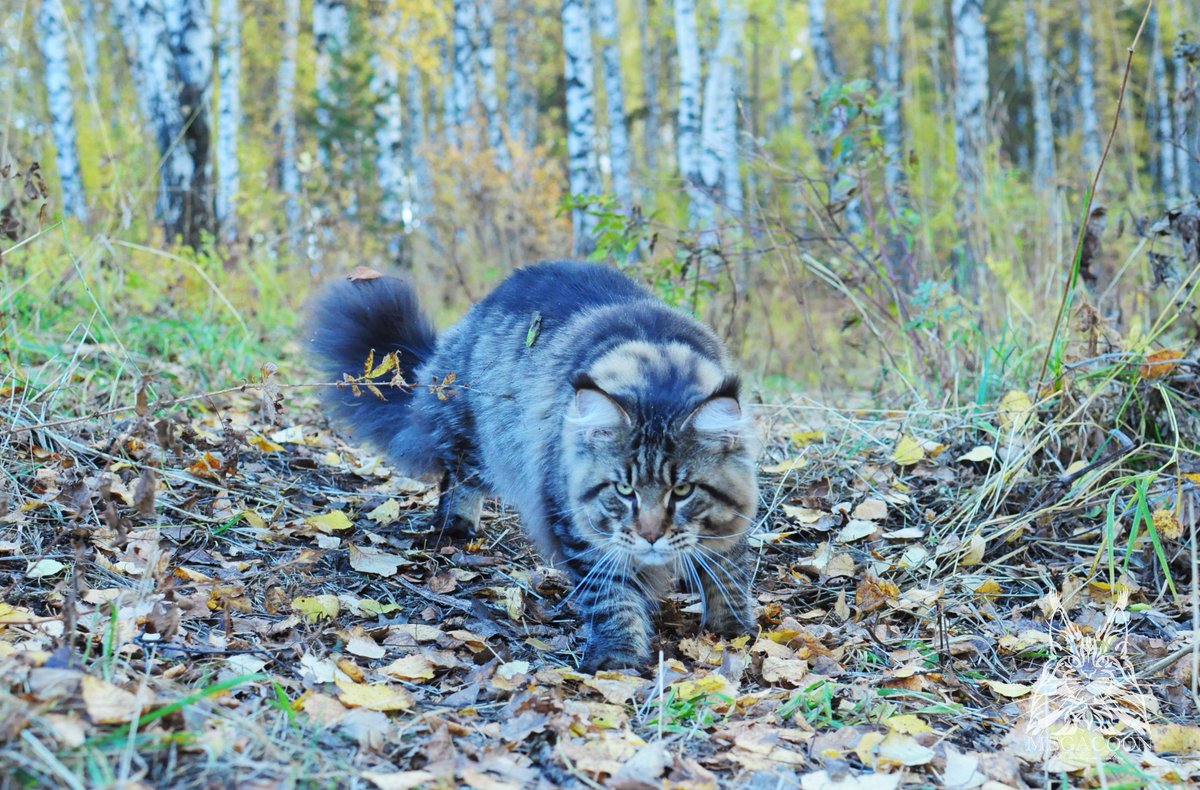 megakun24's tweet photo. Прогулка по осеннему лесу #мейнкунынаприроде #котмейнкун #mainecoon #mainecoon_megacoon https://t.co/ZPe2uY0L1p