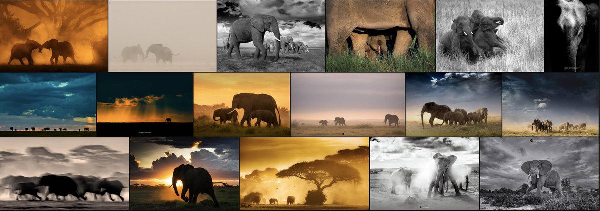 Missing the Elephants today ... so here is a small collage from my elephant folder ... Hopefully some of these will see the #NFT world someday. For now, please take a look at 4 of my images on @withFND &amp; please share if you feel they are worth collecting🙂
foundation.app/@rahulsachdev/
