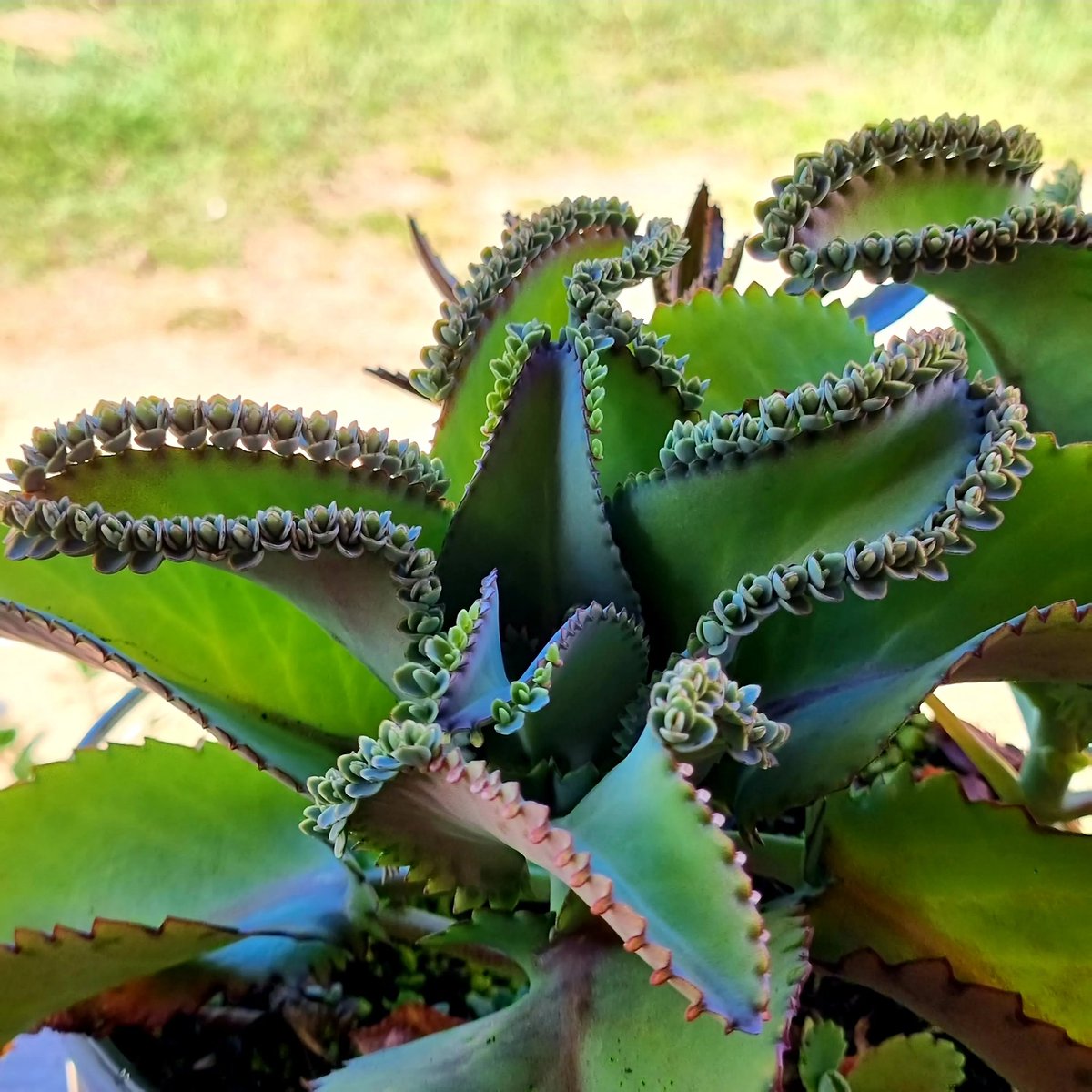 lovesucuart's tweet image. 😃💚 Esta 🪴 es una Kalanchoe laetivirens,También es conocida como Madre de miles. Lo más lindo de esta sucu es que sus hijitos crecen constantemente en las márgenes de las hojas, dándole un aspecto realmente curioso, original.