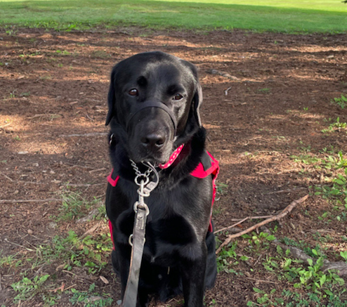 LFCDogGuides's tweet photo. #UnleashingKindness- Last week @BOMA_CAN held their annual golf tournament with funds going to #LFCDogGuides. Autism Assistance Dog Guide Quay even showed up and joined in the fun! Thank you to everyone who participated and donated. https://t.co/vpWltLdDXp