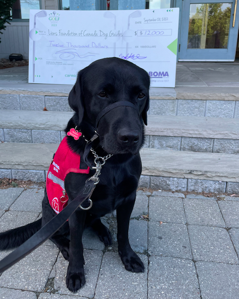 LFCDogGuides's tweet photo. #UnleashingKindness- Last week @BOMA_CAN held their annual golf tournament with funds going to #LFCDogGuides. Autism Assistance Dog Guide Quay even showed up and joined in the fun! Thank you to everyone who participated and donated. https://t.co/vpWltLdDXp