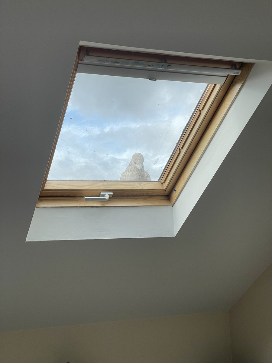 Nora Bergin tweet media