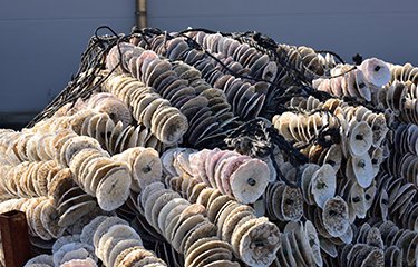 The global aquaculture industry continues to grow each year, and Japan plans to increase seafood exports by opening previously restricted aquaculture grounds to private companies.

bit.ly/3mqeJEy