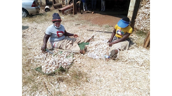 TeamZim3's tweet photo. When many families hve bn adversely affected by the #Covid_19 pandemic which forced companies to scale down production &amp; caused loss of jobs in some cases, farmers specialising in garlic growing hve bn smiling all the way to the bank after increasing production by more than 600% https://t.co/5uQE3nRaGr