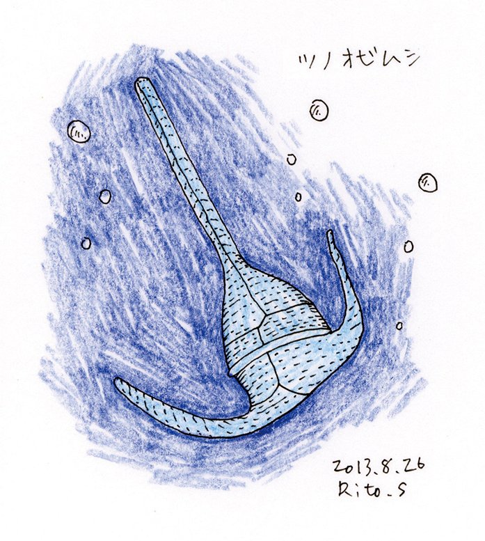 仕事でやったことない立体物やってって言われたけど やったことないから お任せくださいできますよ なんて言えないから困るわ 13 08 26 習作 模写 等 ツノオビムシ ケラチウム 渦鞭毛藻類 ツノモ 海 淡水 プランクトン ミリペン イラスト