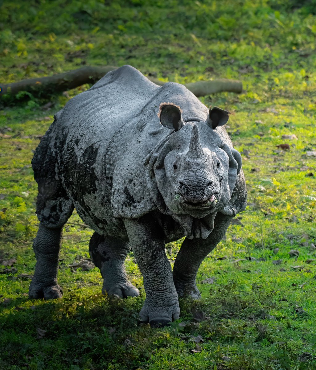 AnimalPlanet's tweet photo. Unicorns are real and we are privileged to share our world with them. 🦄 

Rhino is a treasure, not a trophy. 🦏

📷 + 💭: @ tanwichowdhuryphotography.

#POTD #PhotoOfTheDay #WorldAnimalDay https://t.co/sgJmeGE2b9