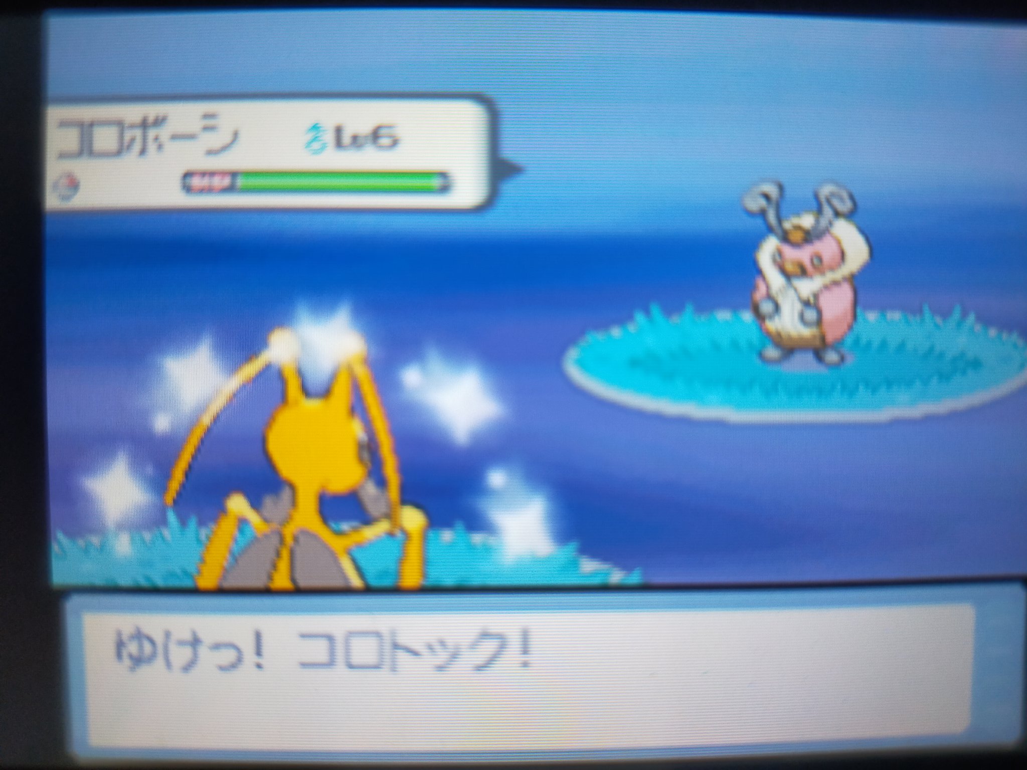 ポケモン民 塩キャラメル 不定期浮上 Usumの色違い厳選のためにキノガッサ キノココ が欲しくてダイヤモンド進めてたら色コロトック出た 出た瞬間は撮れませんでした W Pokemon ポケモン 色違いポケモン 図鑑 出してみたとこ