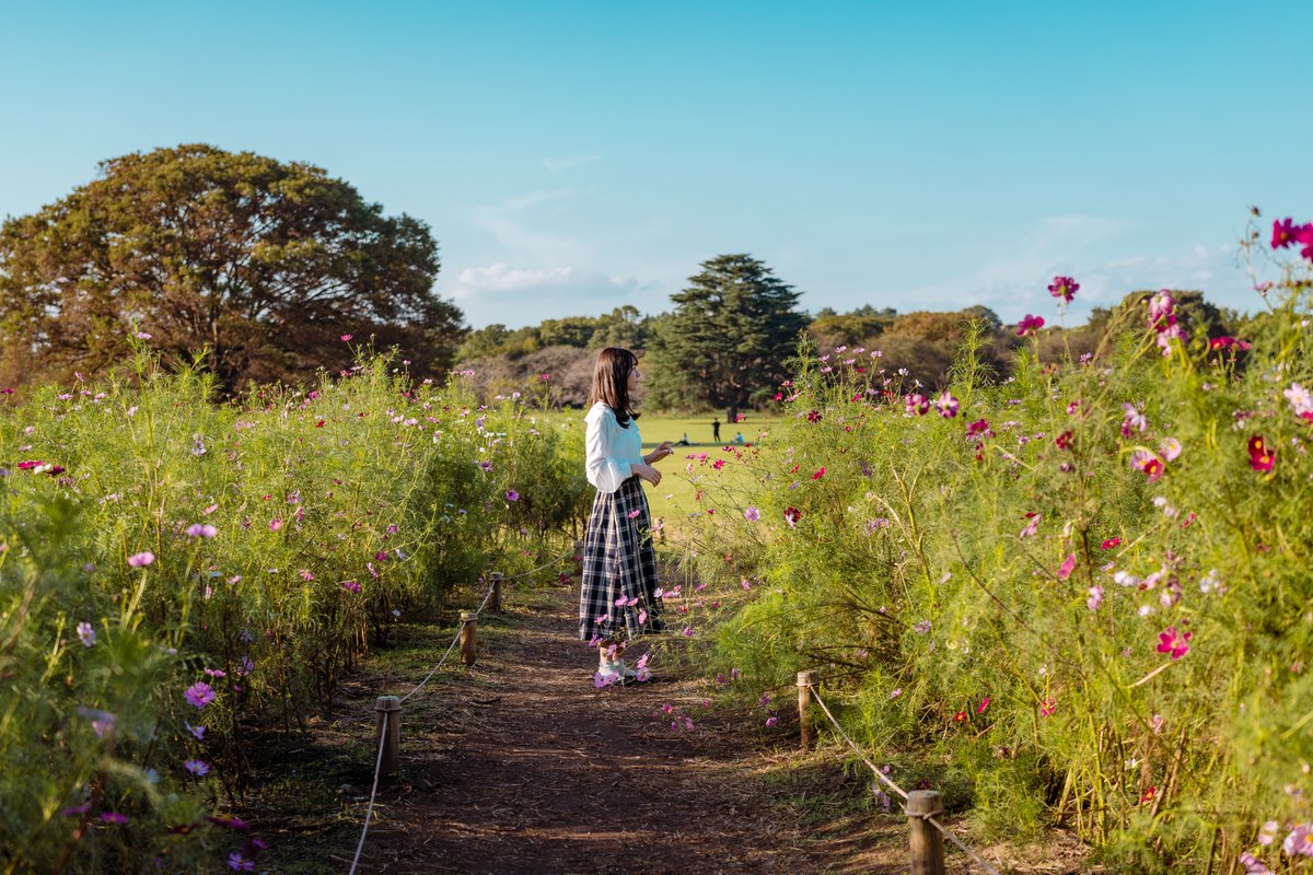 Ichiban_Japan's tweet photo. Doux début d'automne aujourd'hui au parc Showa Kinen Koen à Tokyo 🍃🍂 https://t.co/WHQFIlOQSB