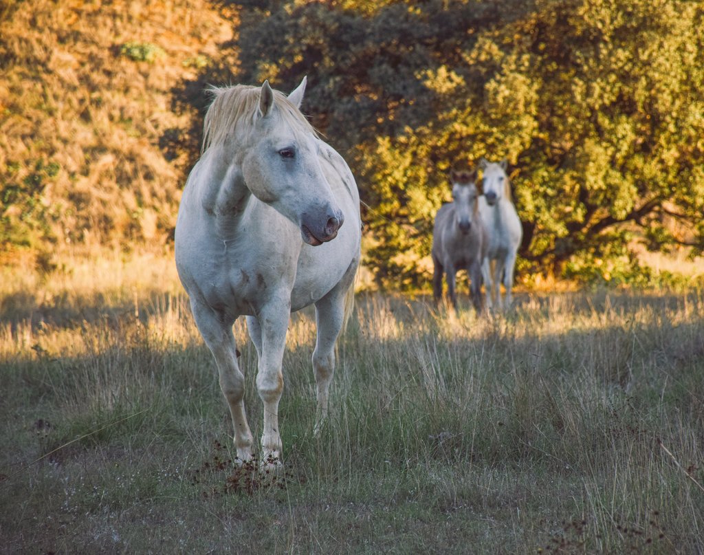 503eRT's tweet photo. Des 🐎 camarguais sur les terres du @503RT, régiment de Camargue : la boucle est bouclée.
Casanova, Canelle, Denever, Keese Kool et Kee Kwane, les 5 chevaux de l'adjudant-chef Pascal du @2eEtranger améliorent par leur présence la qualité de vie au régiment.
#EcoOps https://t.co/KfcDOR4Skv