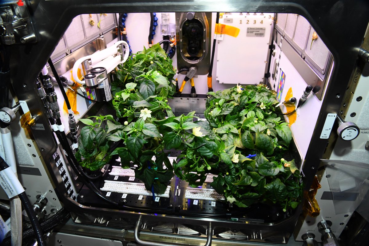 Thom_astro's tweet photo. Nos piments rouges 🌶 ont fleuri ! @Astro_Megan leur a passé de la musique (les Red Hot @ChiliPeppers évidemment). Je ne m’attendais pas à ce que ce soit si agréable de s’en occuper. La Terre me manque, et particulièrement les aliments frais qu’elle nous offre. @FAO #MissionAlpha https://t.co/V1Bw49HRTR