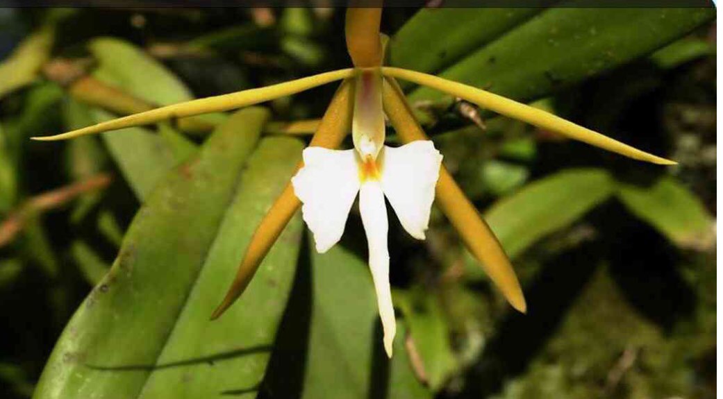 Julio César Martínez в Twitter: „ORQUÍDEA PERFUMADA DE LA NOCHE. Nativa de  regiones tropicales de América Central y del Sur. Florece, perfumada, en  oscuras noches, en condiciones cálidas de verano. Igual sucede