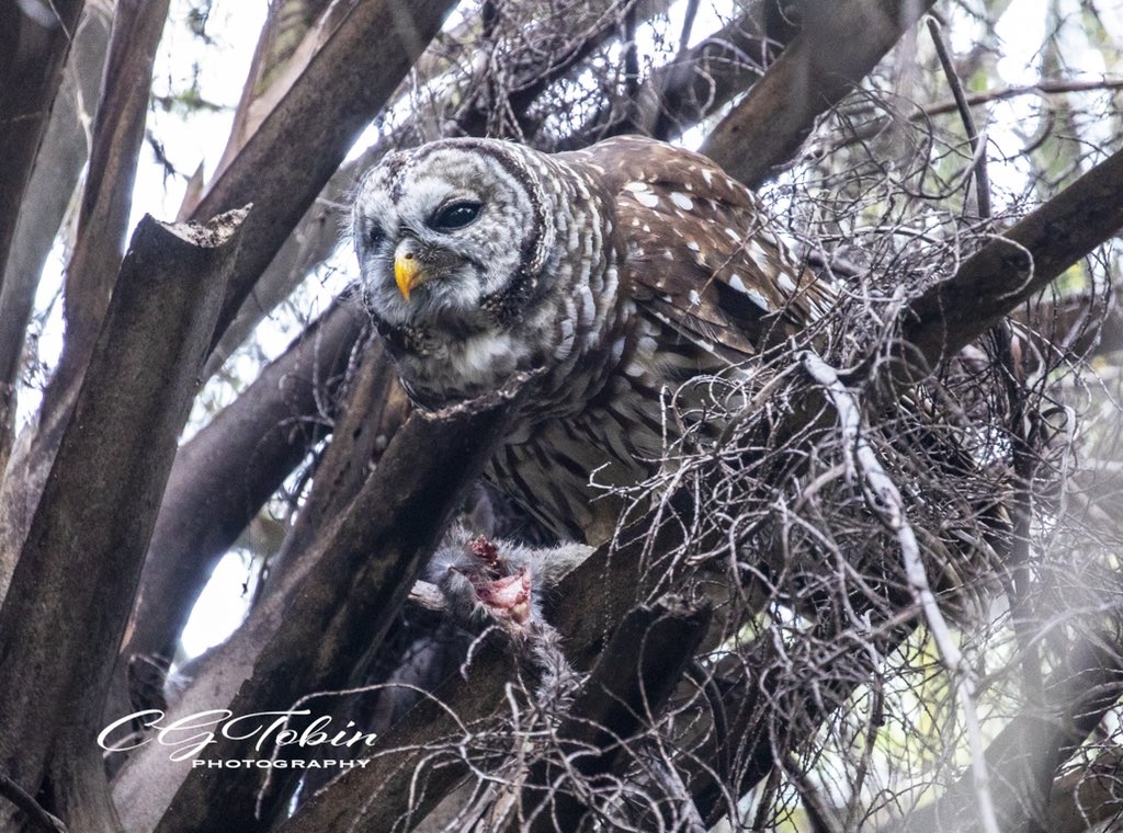 smartwoman123's tweet photo. Barred owl with prey for dinner...Boynton Beach
#birdss #owls #barredowl #nature #wildlifephotography https://t.co/0LxyxU2348
