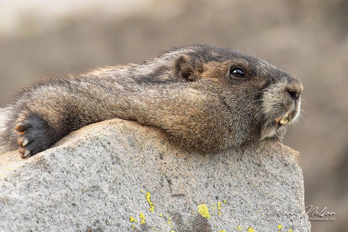trailposse's tweet photo. It's just another #Marmot Monday. I wish it were Sunday ...

But any day is a great day for a Hoary Marmot to chill on a rock at @MountRainierNPS.

#diversifyoutdoors #outdoorsforall #EncuentraTuParque #FindYourPark https://t.co/RHzWytWsmu