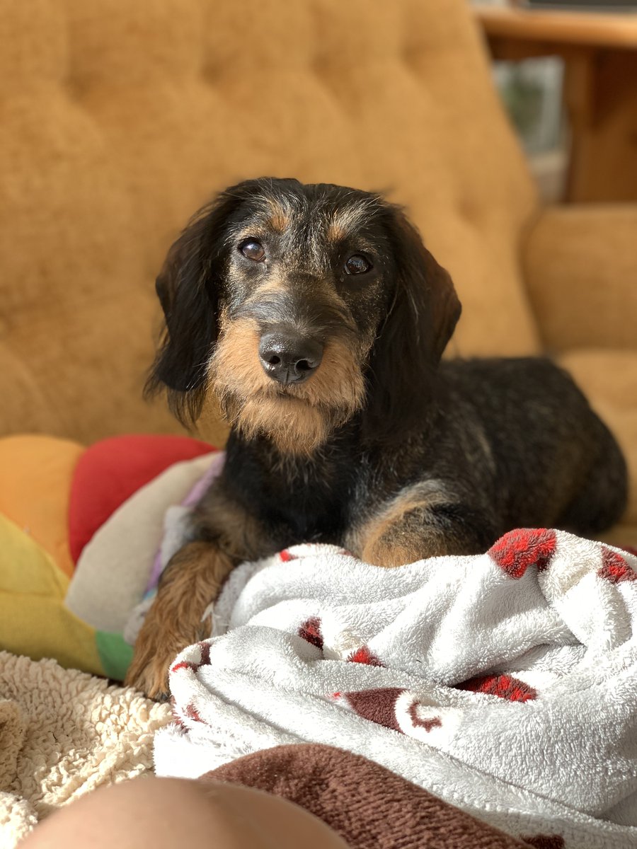 mymodgaming's tweet image. Yes. I feel the cutest cosplay coming on....  #mymod #moddog #FarCry6