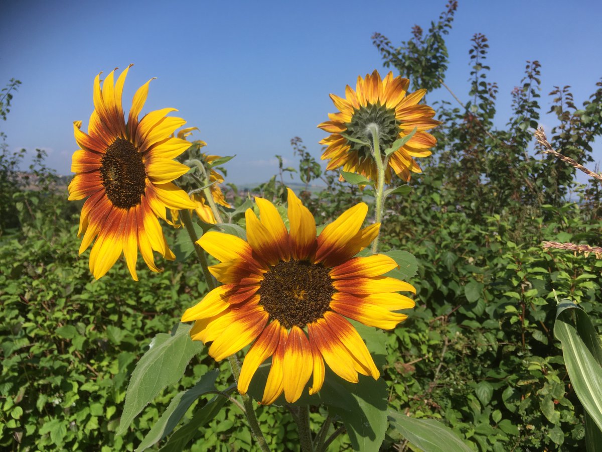 Food Works Sheffield tweet media