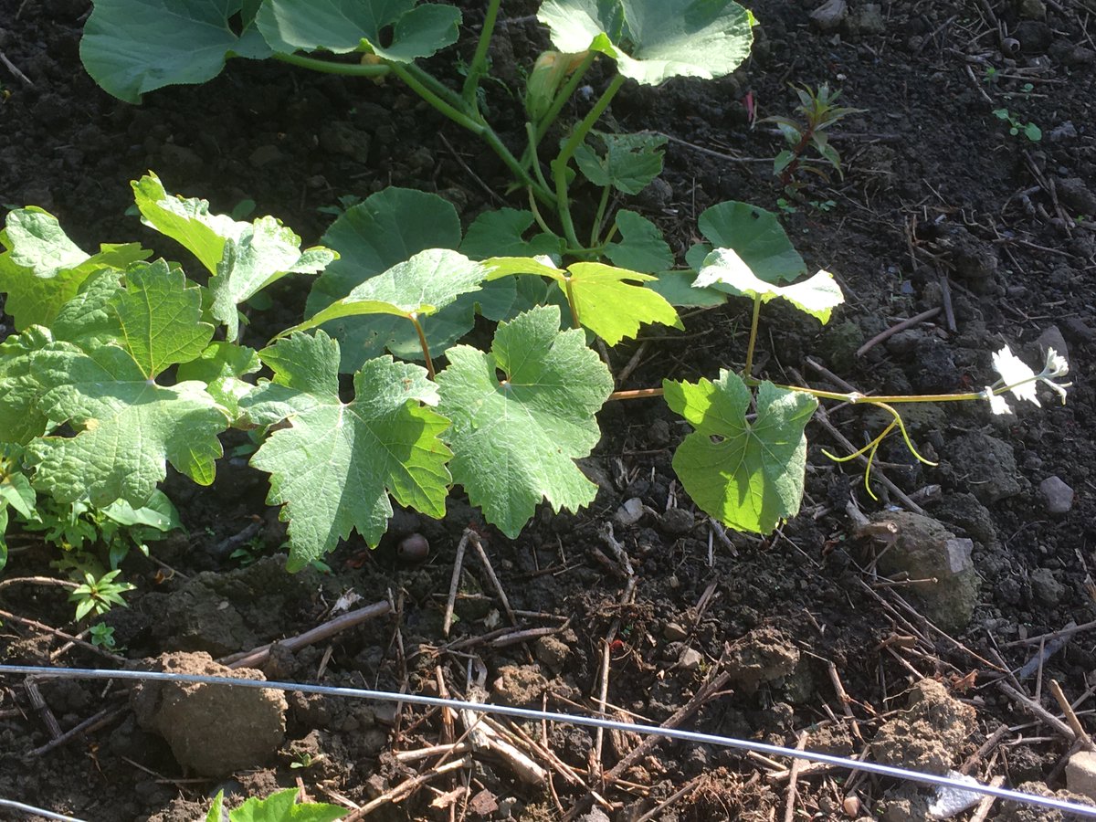 Food Works Sheffield tweet media