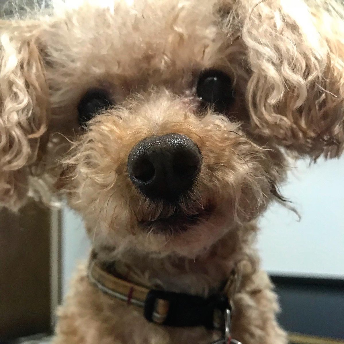 moser06's tweet photo. Realized I haven’t shown off what I did in June. An amazing tattoo artist give me a perfect, permanent reminder of Rusty on my left wrist. ❤️🐾

It’s hard to believe it’s been seven months without my lil man. https://t.co/XmnDnaA6td