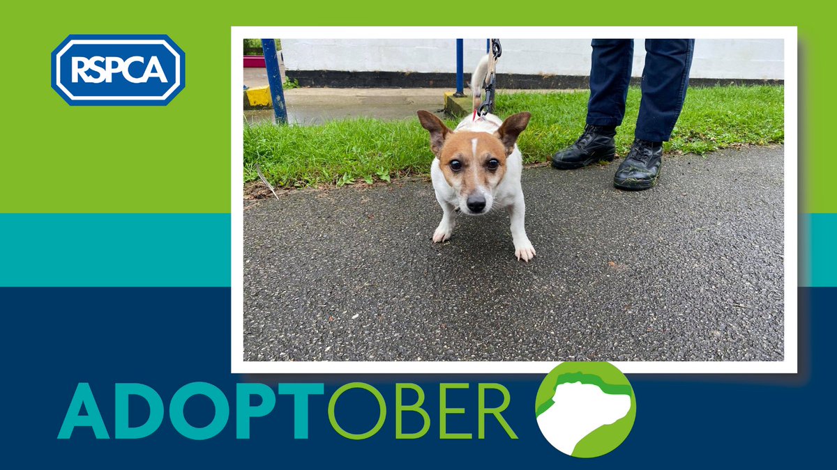 🐾 Our first featured face looking for a furever home this adoptober is Alfie. 
🐶 Alfie's a little older, not that you would guess with his puppy like energy. He enjoys walks &amp; a good fuss.
💙 To find out more about Alfie visit our website (link in bio)
#adoptober #adoptdontshop