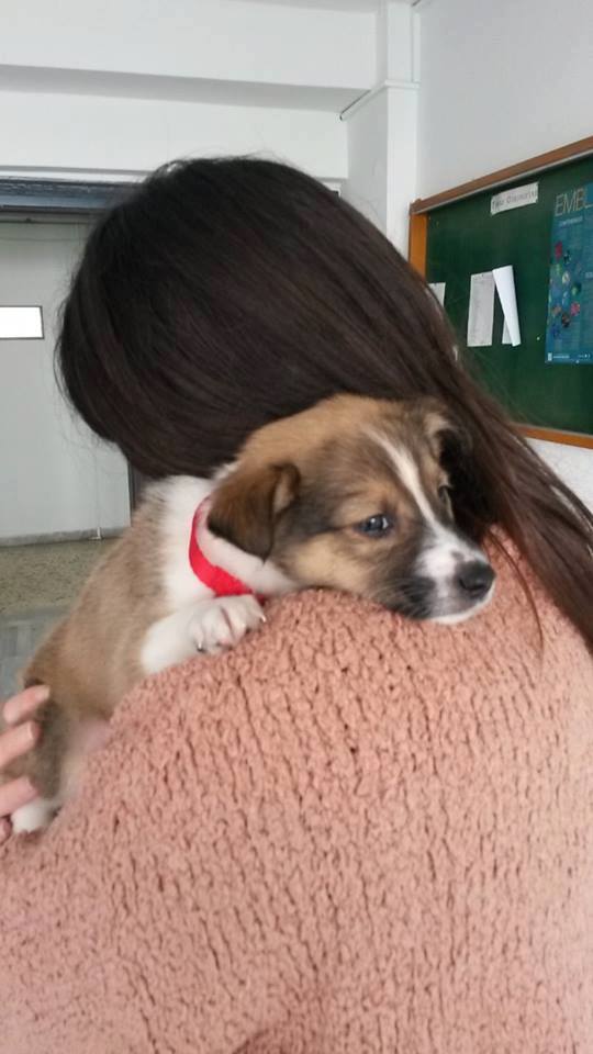 CyanoLabAuth's tweet photo. we research on #algae
we absolutely love animals
meet Oliver, @ManthosPanou's dog, after being saved from a garbage bin and months later happily posing in #cyanolab!
#worldanimalday https://t.co/C3foMEU0gZ