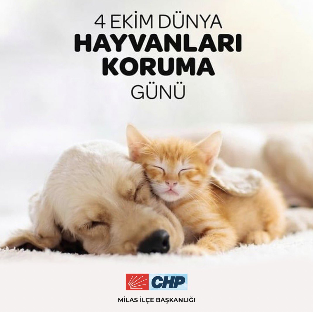 chpmilas's tweet photo. 4 Ekim Hayvanları Koruma Günü'nde hayvanların haklarını savunmanın hepimizin görevi olduğunu hatırlatıyor, geçtiğimiz yasama yılında kimseyi tatmin etmeyen yasal düzenlemenin güncellenerek genişletilmesi çağrısında bulunuyoruz. https://t.co/xMvqInx513