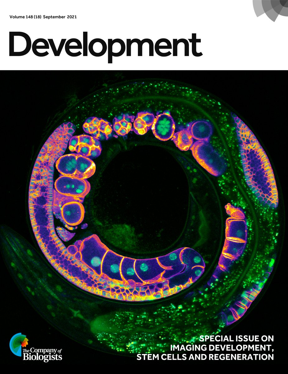 Dev_journal's tweet photo. Our Special Issue: Imaging Development, Stem Cells and Regeneration is now complete
The cover shows a C. elegans hermaphrodite expressing markers for the plasma membrane (fire) and nuclei (green) in the syncytial germ line from @BauerJack92 & colleagues
https://t.co/857wHoZWDJ https://t.co/1o2tA6swCq