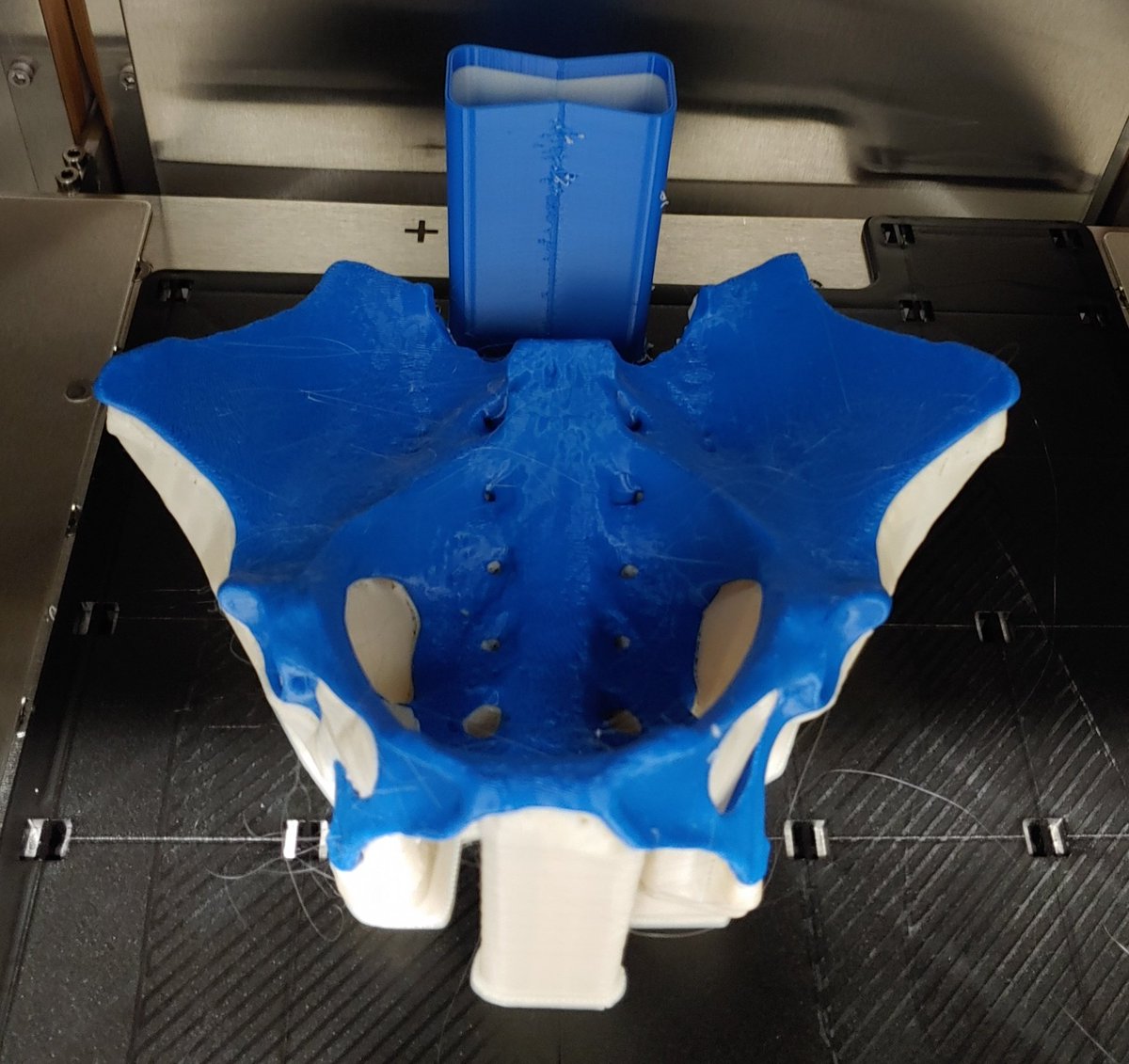 docsloth's tweet image. @slothgirlmel To brighten your day, blue #SlothButt!!