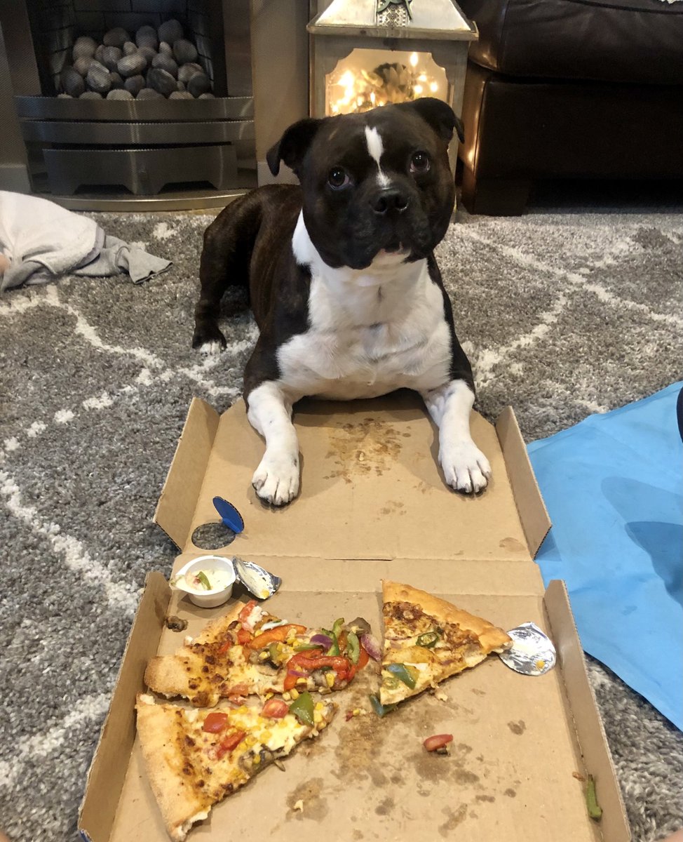 #WorldAnimalDay is just another good excuse to post an adorable #Elvis 🐾 picture.