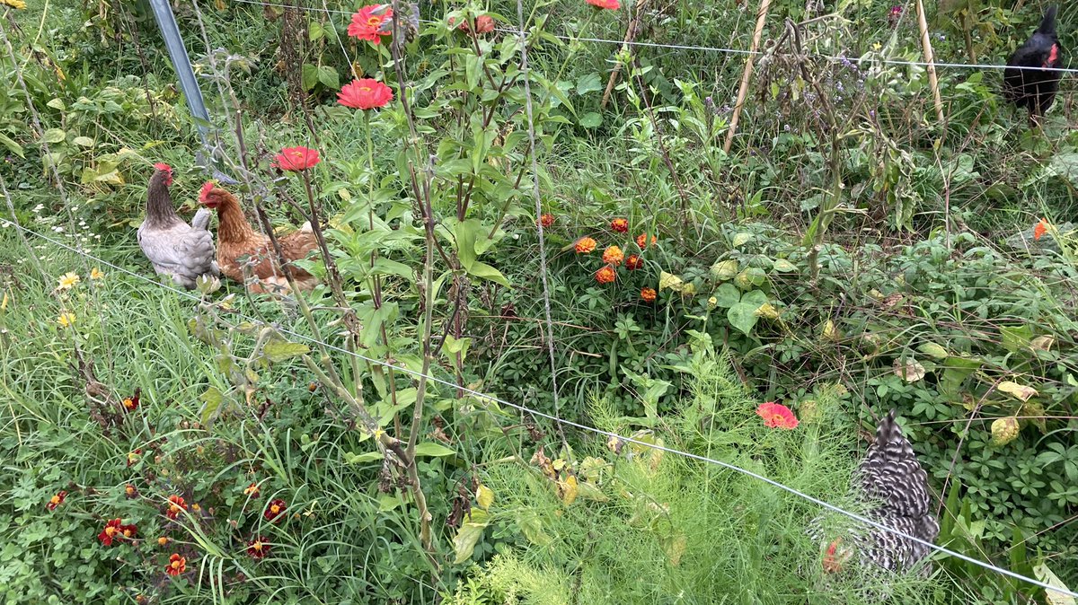 AnitaBollmann's tweet photo. When you get greeted by a gentle chicken chuckle from outside of their gigantic run. Our chickens volunteering to start the fall garden clean up. #chickensontheloose #roamingchickens #chickenfun https://t.co/O7QwXKueea