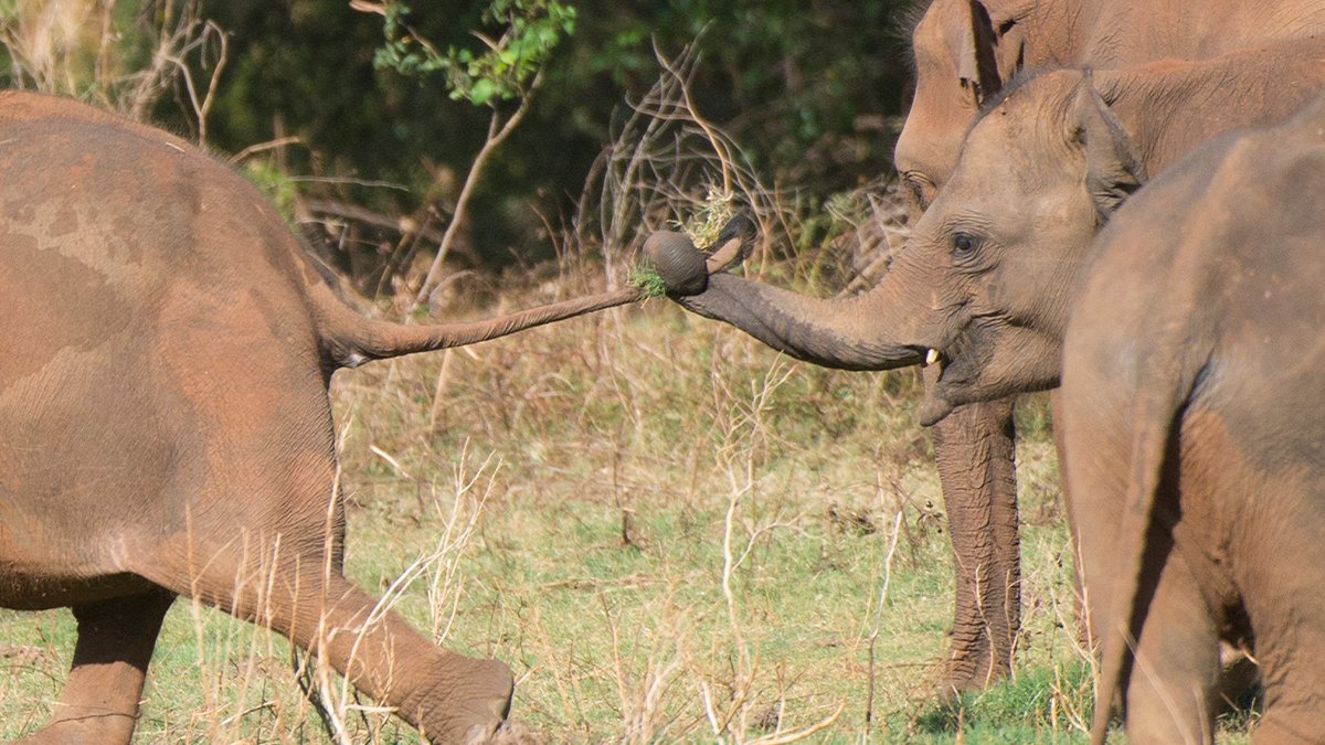 Behold – another great use of my unique nose! We often use our trunks to play with and show love to our family and friends, and at times to ‘pull a leg’ (or in this case a tail). Haha.  #RaiseACup