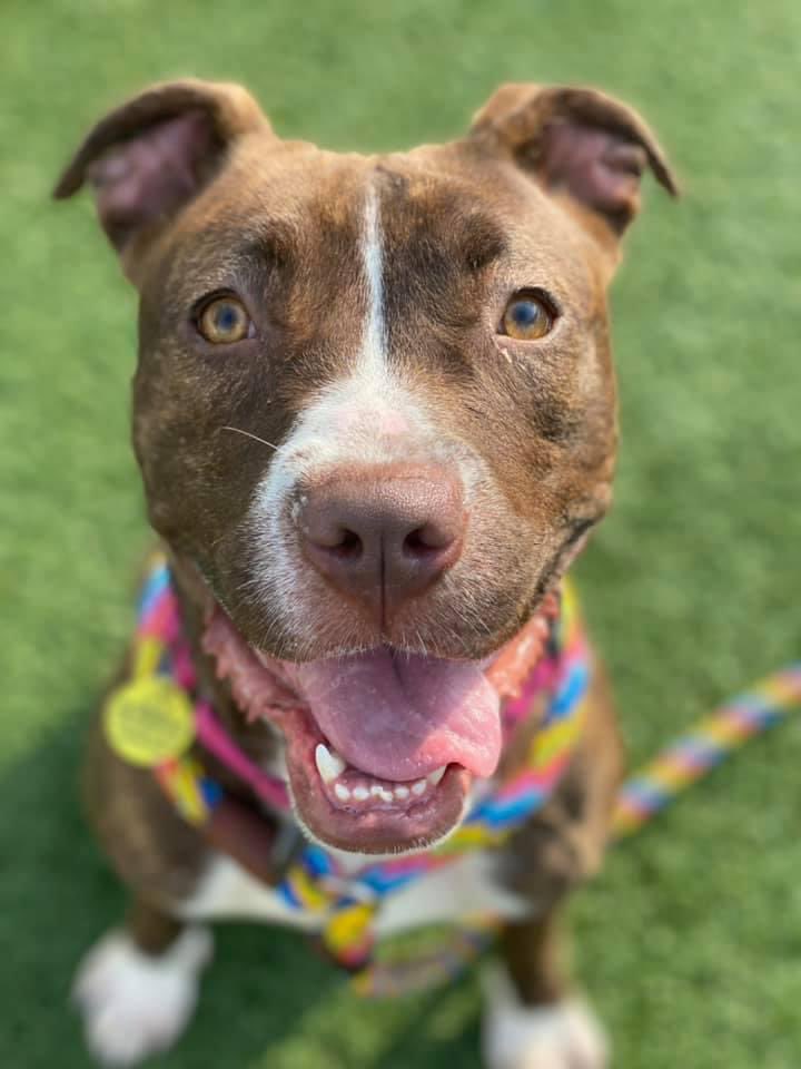 CityDogsCLE's tweet image. Good morning from Nova the loving nugget! This charming, young, slightly derpy girl is terribly sweet and eager to please. She loves being in your lap, soaking up affection. Nova is tired of kennel life, and is ready to find her home! tinyurl.com/meetacitydog #adopt #citydog