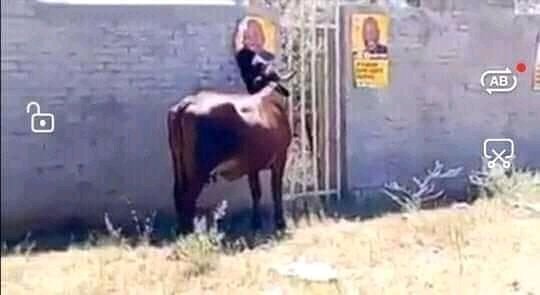 Even the cow's dont want him. But being in their on konka with peace