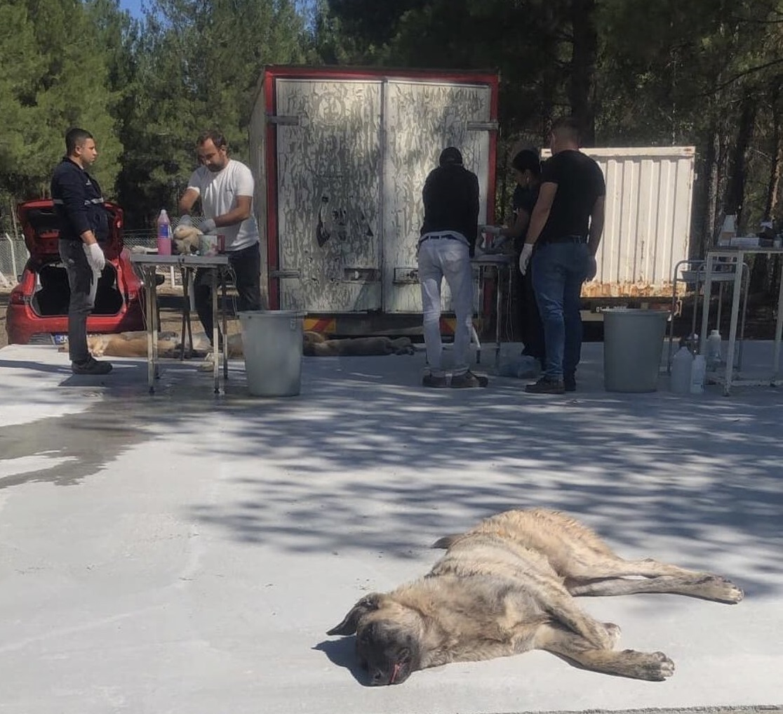 .<a href="/ADANADKMP7/">DKMP 7.Bölge Adana</a> Seyyar Ameliyathanede
5199 ve 5996 say.yasalara aykırı operasyon öncesi ve sonrası bakım ve tedavi için müşahede ve yerleri sağlanmadan SOKAKTA kısırlaştırma yapan @Pozanti_Bel cezai işlem uygulayıp, vahşeti derhal durdurunuz
<a href="/adanadkmp/">Adana DKMP</a> <a href="/mustafaacayy/">mustafa çay</a> <a href="/TCAdanaValiligi/">T.C. Adana Valiliği</a>