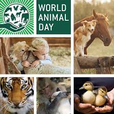 Gattamarghe's tweet photo. #WorldAnimalDay
#rispetta
#adotta
#AdoptDontShop
#noAbbandono
Se non puoi amarli ,lasciali in pace https://t.co/862kjiObpU