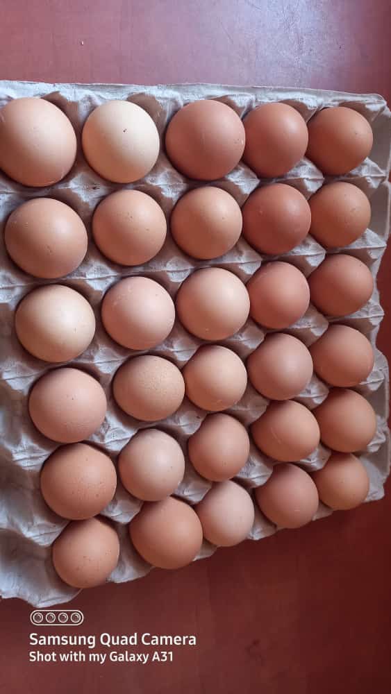TwoFour7Hustler's tweet photo. Fresh Eggs (All Sizes) Available for sale and Supply (Large quantities) in Pretoria,Soshanguve Block FF and Surrounding areas. 

Contact Boitumelo on 076 800 9552 for More info and Orders.

See Thread from Pricelist

Please help Retweet ✌♥️
#DJSBU @_TheeKweenin https://t.co/9NBRFmts5B