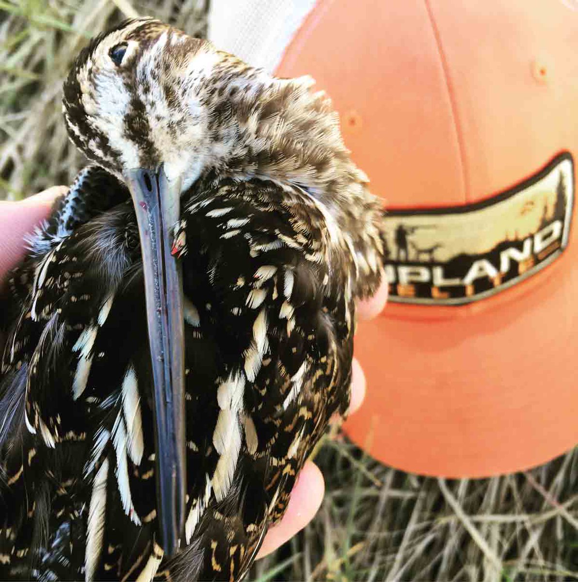Tom__Walker__'s tweet photo. A Hat Trick of Snipe.
I am a snipe hunter.
https://t.co/ZemeSPL3VX
via @Strungmag
:
#snipehunting #uplandbirdhunting #huntingdogs #birddogs #grousehunting #pheasanthunting #woodcock #snipe #strungmag #tiedtonature https://t.co/dX7eEs9eeu