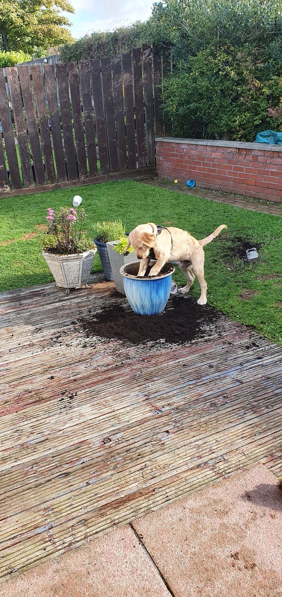 duffthedoodle's tweet photo. Well M&D were bof on workcalls, what's a puppy supposed to do to amuse myself ? Not dis apparently #dogsoftwitter #labradoodles #imintroubleagain https://t.co/79ny2cTISc