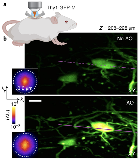 naturemethods's tweet photo. A compact adaptive optics module from the lab of @NaJiBerkeley corrects aberrations in two-photon and three-photon microscopy - as applied for structural and functional imaging in zebrafish larvae, mouse brain and spinal cord.
@crisrodtsou, @LabRatStig https://t.co/dqZqjt1OQq https://t.co/mtf6XANBJ7