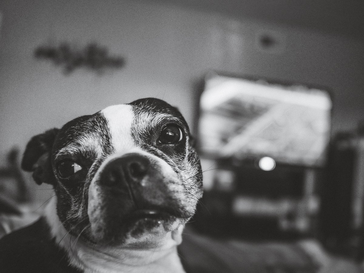 My monday face lol 
#bostonterrier