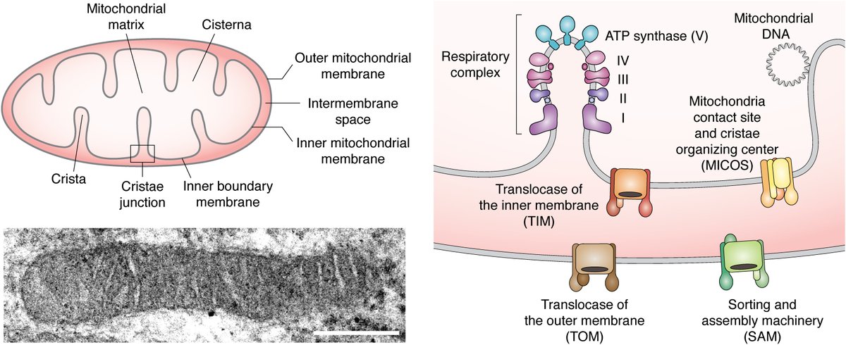Journal of Biological Chemistry tweet media
