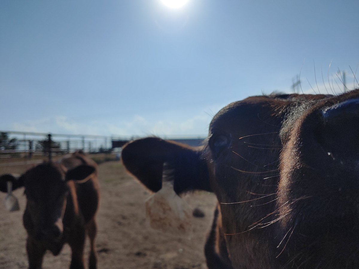 RFoodsDirect's tweet image. When it comes to your beef supplier, you don’t want to make the wrong choice.. because the #STEAKS are high… 👀👀 #localbeef #localprocessing